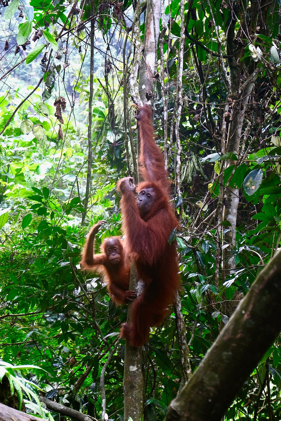Sumatran Wild Orangutans Spotted! As travellers, we must consider not only human ethics, but also the wellbeing of animals, ecosystems, and long-term sustainability, so future generations can continue to appreciate and learn from them.