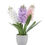 Thumbnail: Hyacinten (3kleuren) in stenen pot (zijden) wit/lila/roze ACTIEPRIJS ‼️🪻