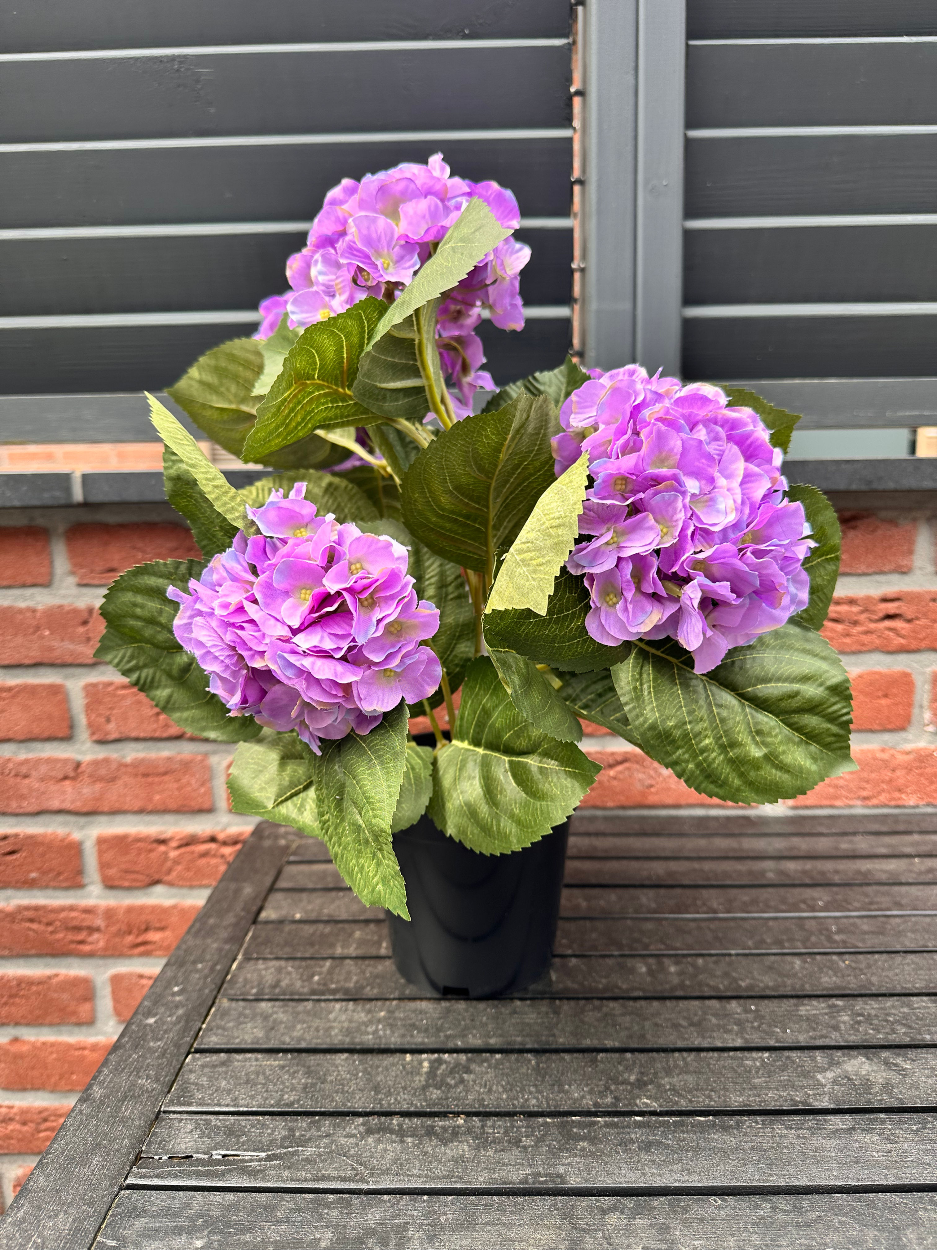 🎁 Moederdag - aanbieding: “gewone” hortensia in pot 