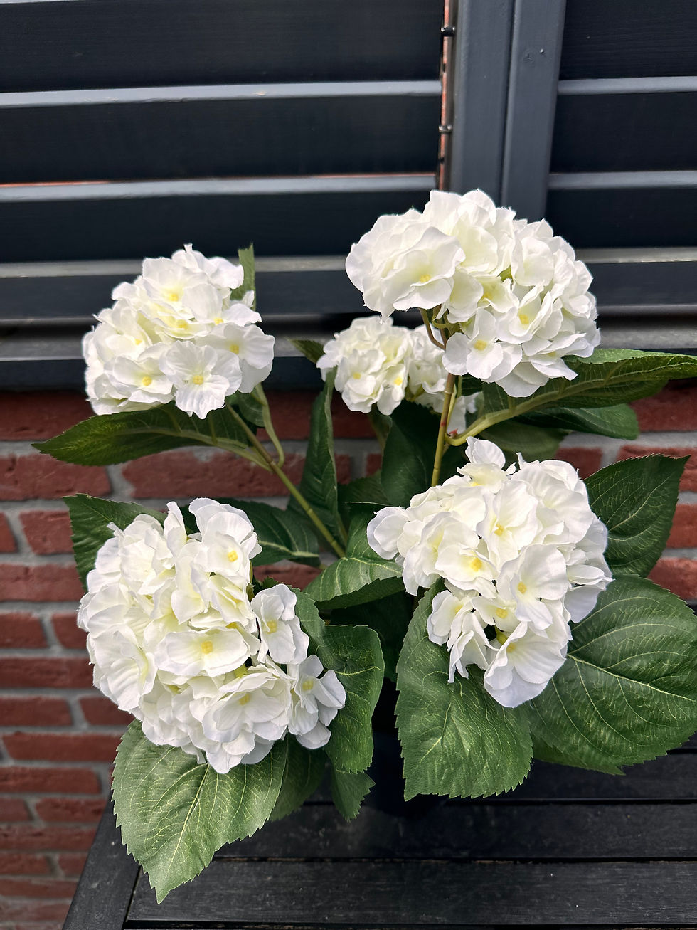 Thumbnail: 🎁 Moederdag -aanbieding: “gewone” hortensia in pot 💖