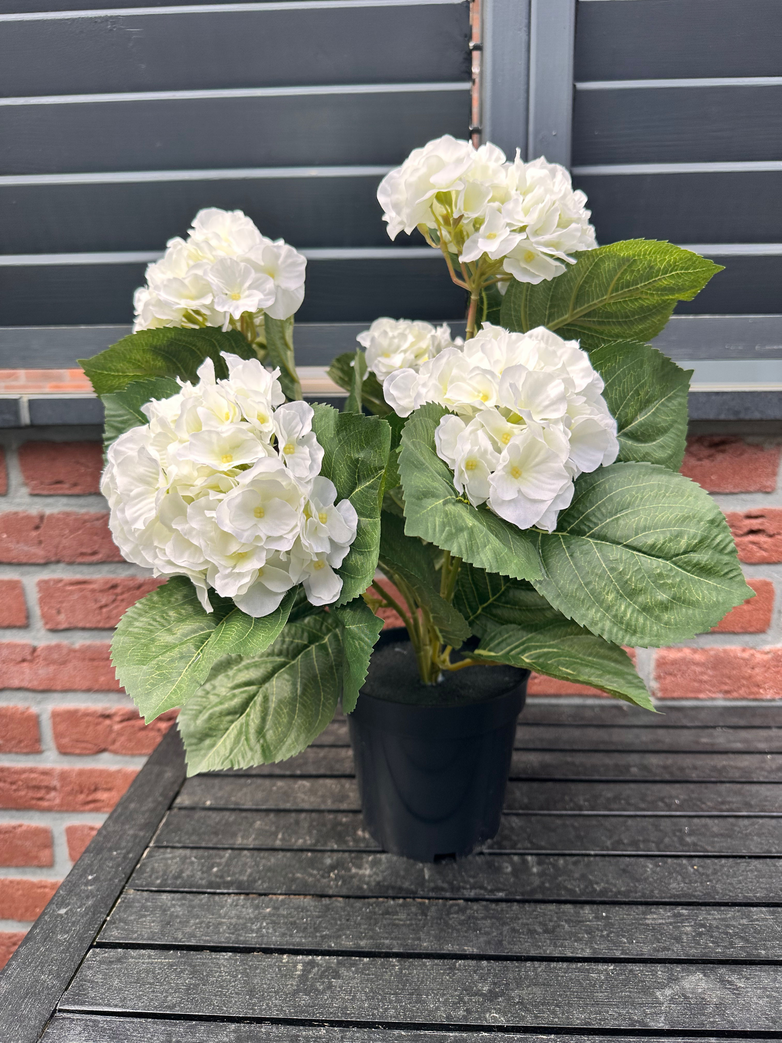 🎁 Moederdag -aanbieding: “gewone” hortensia in pot 💖