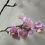 Thumbnail: Bloesem tak - lila “90cm” 