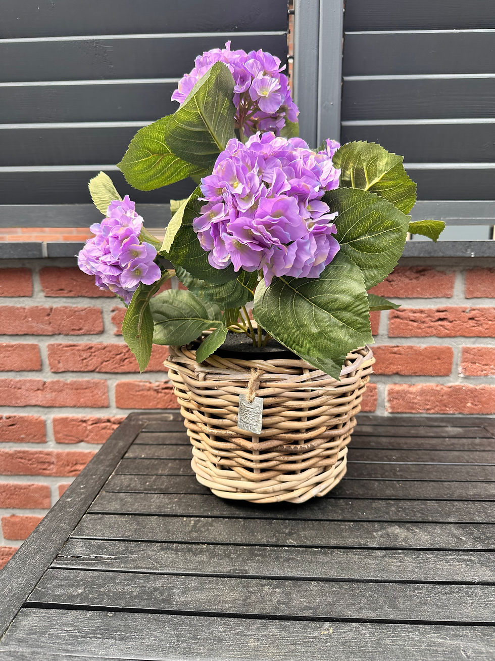 Thumbnail: 🎁 Moederdag - aanbieding: “gewone” hortensia in pot 