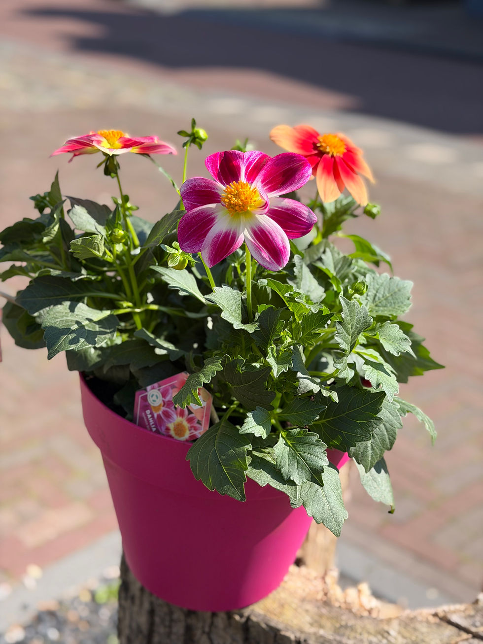 Thumbnail: Mix dahlia met pot 