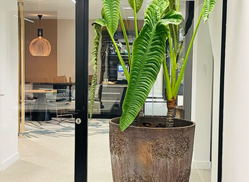 Zijde planten in pot