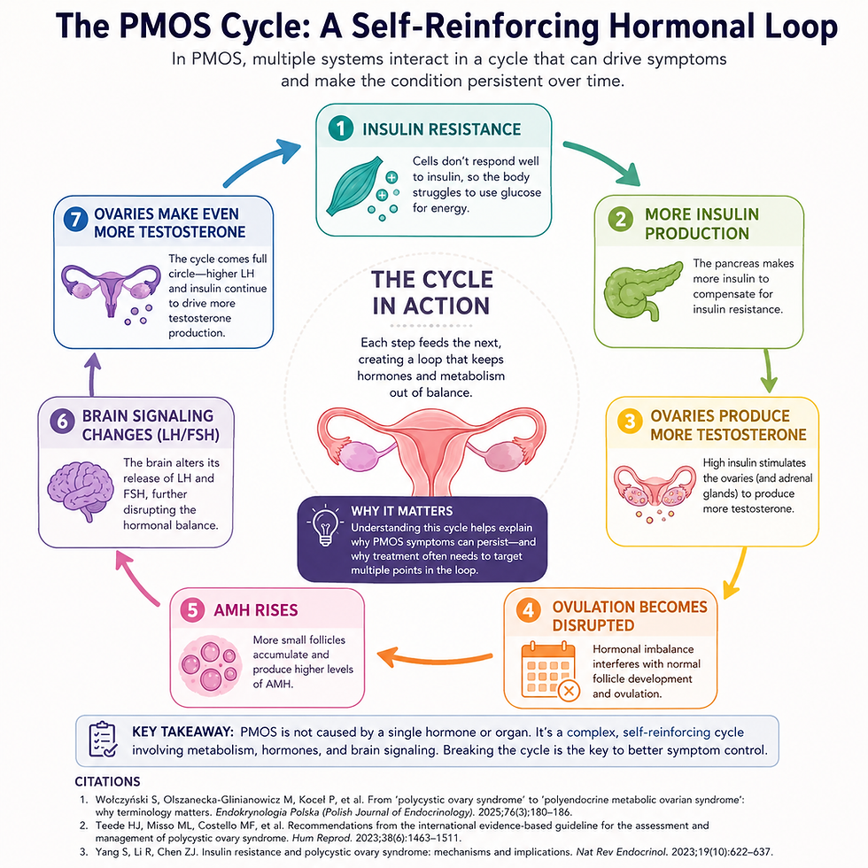 Infographic illustrating the self-reinforcing hormonal cycle of polyendocrine metabolic ovarian syndrome (PMOS), showing how insulin resistance leads to increased insulin production, higher testosterone levels, disrupted ovulation, rising anti-Müllerian hormone (AMH), altered brain signaling (LH/FSH), and further androgen production.