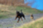 Hunde rennen, Rottweiler, Mops