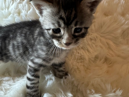 Vaccination des BENGALS