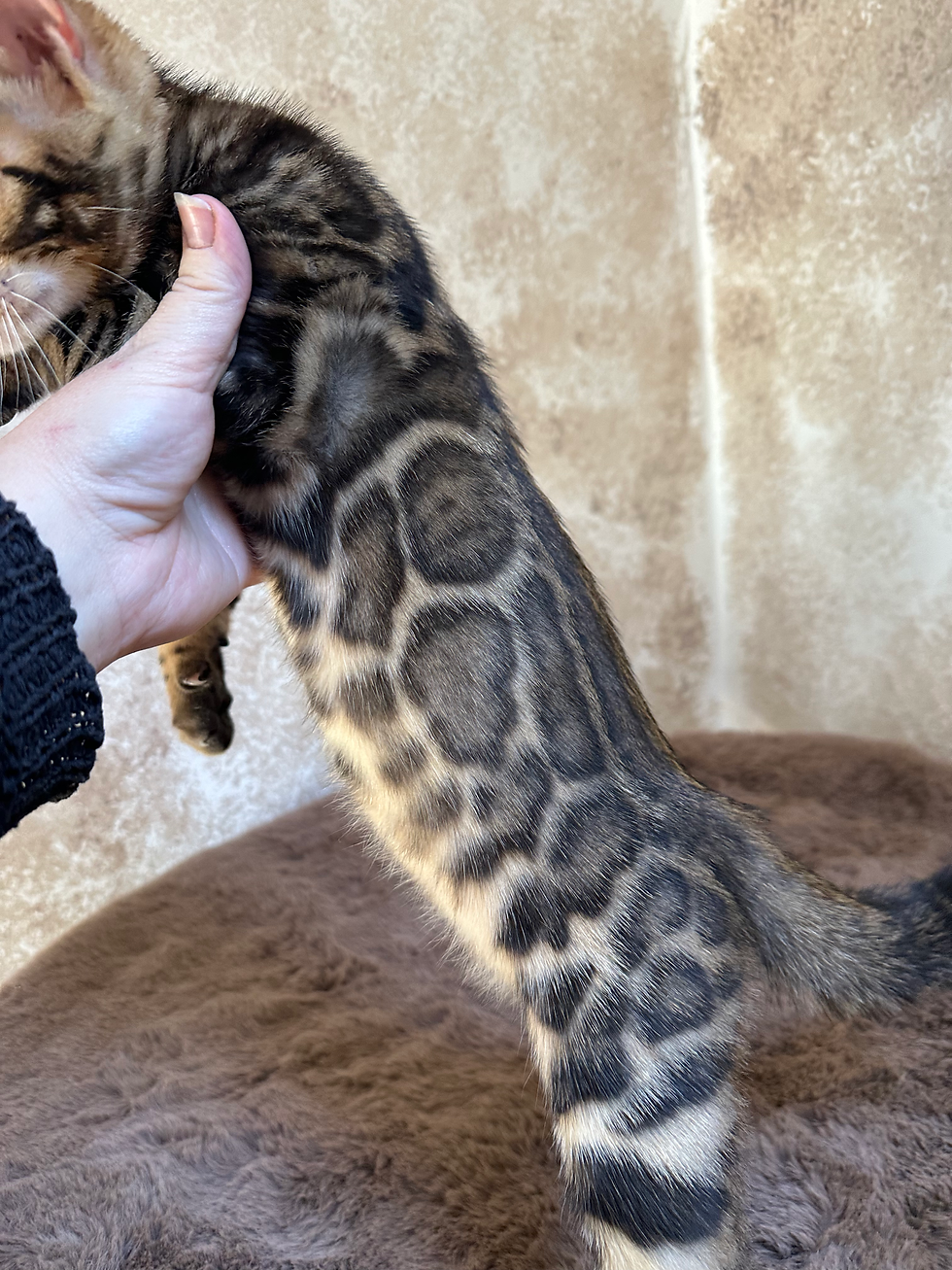 Comment se forment les motifs du Bengal ? Spotted, rosettes, expressions silver, charcoal, smoke, influences du poil long et variations génétiques : le guide le plus complet pour tout comprendre.