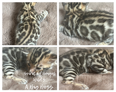 chaton bengal brown à vendre - Spirit Of Bengal Wild’s A Big Boss.png