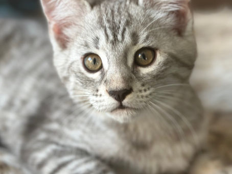 Chat Bengal Cashmere de reproduction