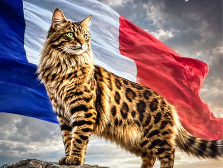Bengal Cashmere à poil long devant le drapeau français, illustrant la déclaration d’indépendance génétique de l’élevage CashmereBengals et le maintien de ses lignées sous registre TICA.