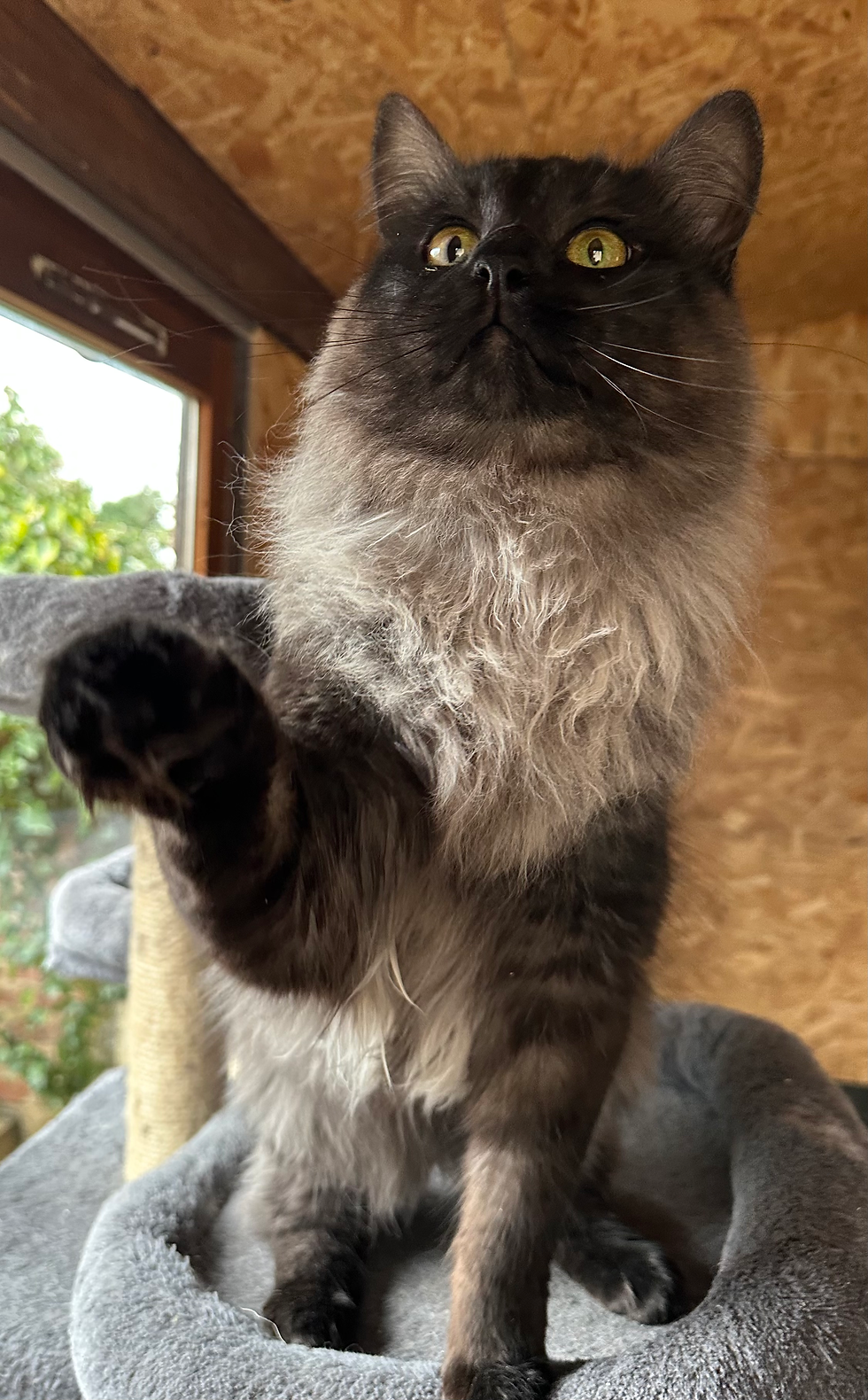 Prince – Bengal Cashmere Black Smoke Auxiliaire d’élevage