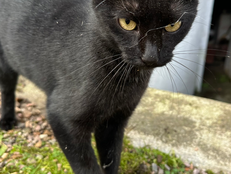 Ecologie : Le chat responsable la perte de la biodiversité ? Vraiment ?