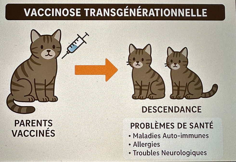 un problème peu connu de la vaccination féline