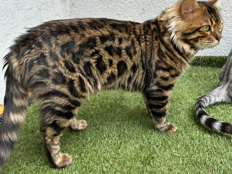 Bengal Cashmere à poil long illustrant le développement et la diversité génétique des lignées Longhair