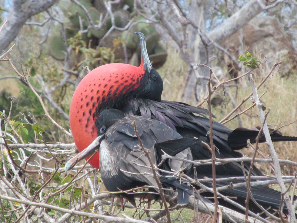 The Galapagos: A Unique Destination