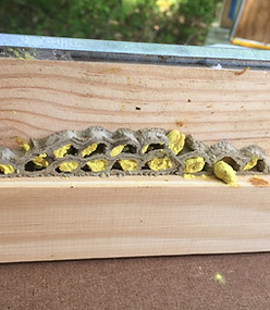 Nid d'abeilles sauvages