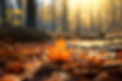view-dry-autumn-leaves.jpg
