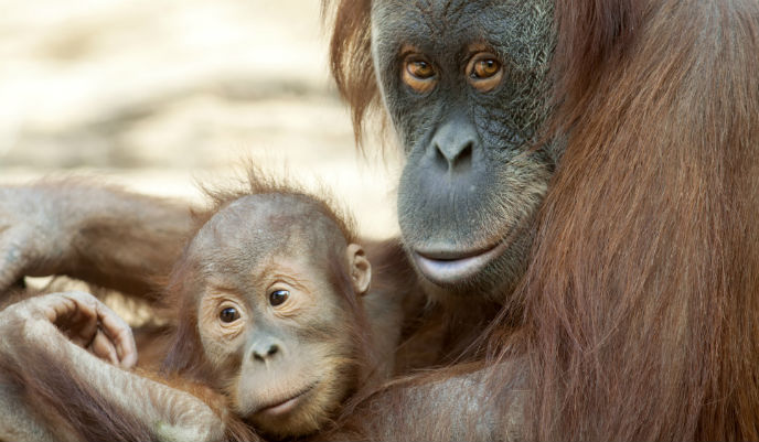 Orangután de Sumatra
