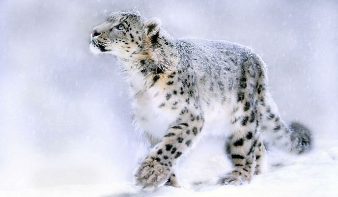 Leopardo de las Nieves