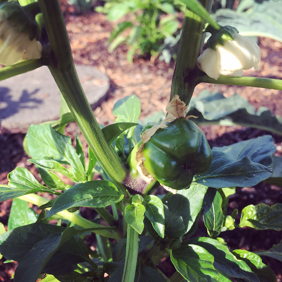 pepper butt