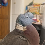 DAVE! the woodpigeon Russell's rescue
