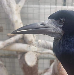 RUSSELL 1_edited.jpg