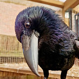 Woody Bop Russell's Rescue