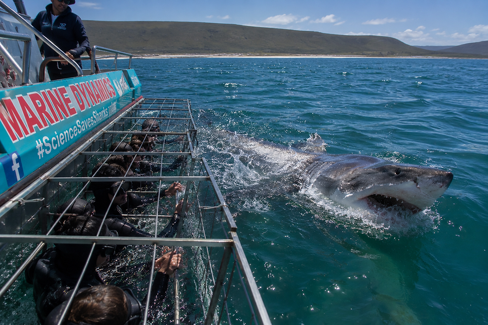 Great white shark near a diving cage on day tours.