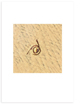 Close up of spiral seaweed contour on sandy beach formed by ocean's tidal waters. Porpoise Bay, New Zealand.