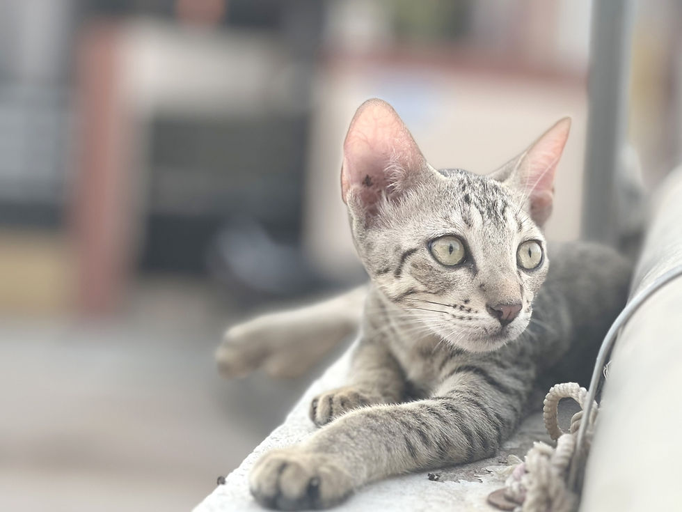 pet photography example of cat at eye level