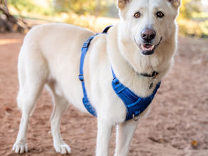 Ein weißer Hund steht und guckt in die Kamera und trägt ein blaues Geschirr