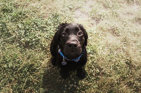 Ein süßer schwarzer Labrador-Welpe sitzt auf einer Wiese, mit nassem Fell, und schaut von unten in die Kamera.