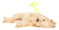 Ein heller Hund mit langem Fell liegt am Boden auf der Seite und schaut in die Kamera.