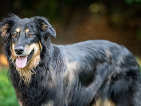 Hund steht entspannt da