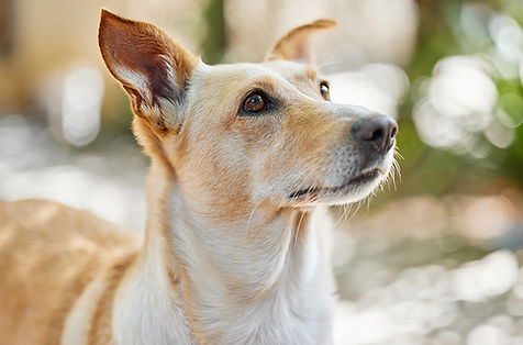Ein süßer hellbrauner Hund mit Stehohren schaut aufmerksam und freundlich schräg nach rechts oben.