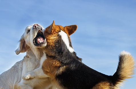 sozialkontakstunde-tierschutzhund