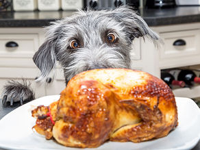 Weihnachtsbraten & Festtagsleckereien: Was darf in den Napf – und was nicht? Tipps zur Ernährung