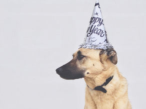 Hund trägt einen Hut