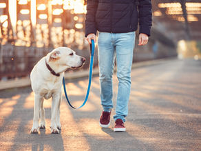 Ein Hund läuft entspannt an der Leine