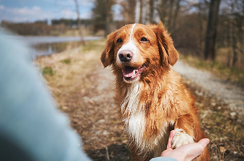 Ein brauner Hund guckt einen Menschen, mit blauer Jacke, freundlich an und gibt ihm die Pfote in die Hand.