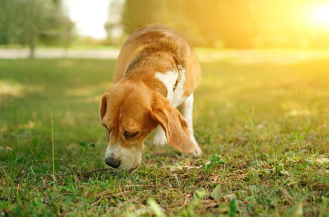 Ein Beagle bei der Nasenarbeit oder Fährtensuche auf einer grünen Wiese bei Sonnenuntergang.