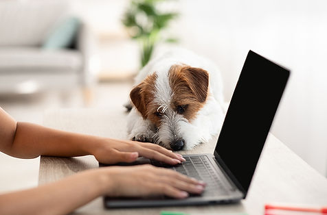Frau mit Händen auf der Tastatur des Laptops während daneben ein weiß-brauner Terrier gelangweilt zuschaut.