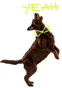 Ein brauner Labrador springt mit den Vorderpfoten hoch und hat einen fröhlichen Gesichtsausdruck.
