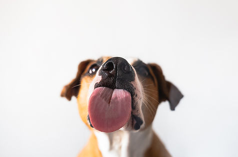 Ein braun-weißer Hund sitzt vor einer weißen Wand, schleckt eine Glasfläche ab und man sieht den Abdruck der Zunge.