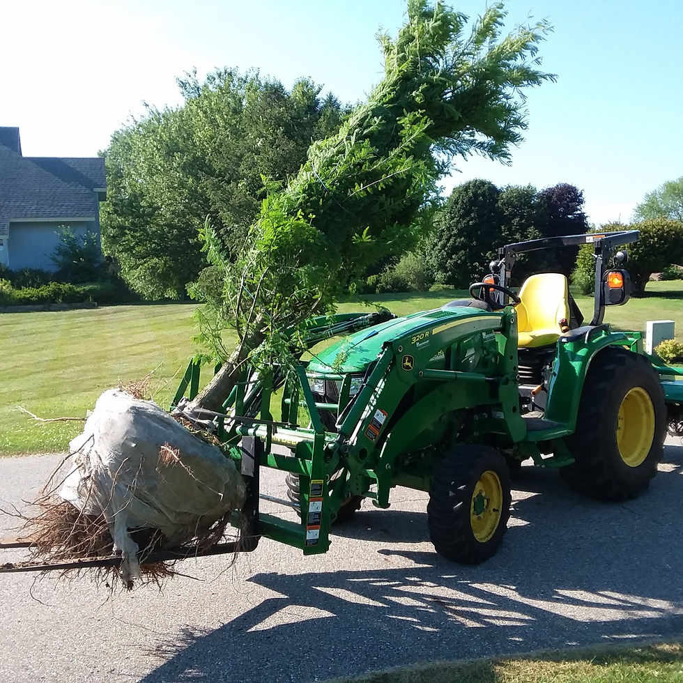 Moving a Tree