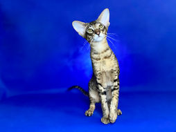 Kitten M Exhibit 52 Oriental Black Spotted Tabby Male Kitten 7 months.jpg