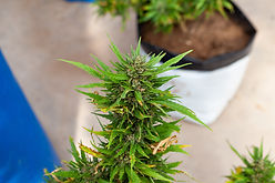 Cannabis flower head