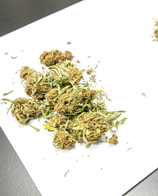 Trimmed cannabis buds awaiting testing